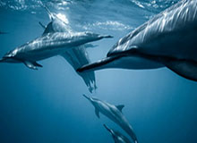 Kaiyun：云端之力让生活与事业共同开花